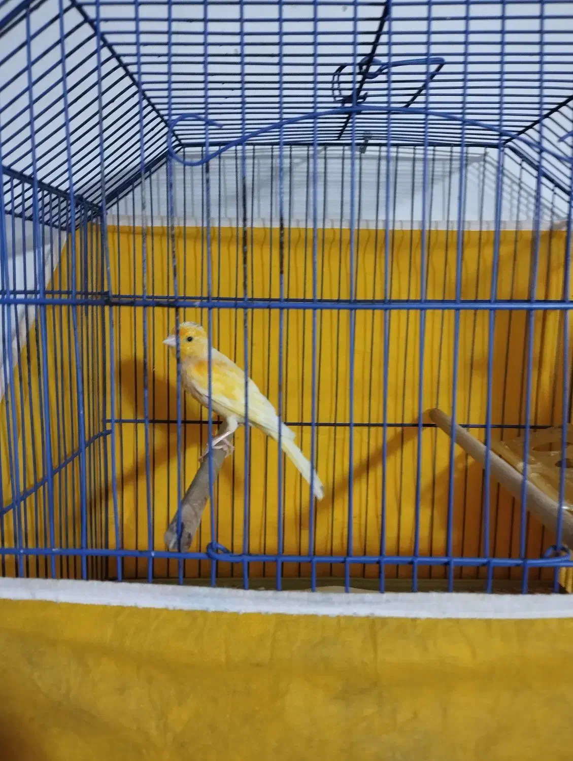 قناری|پرنده|امیدیه, |دیوار