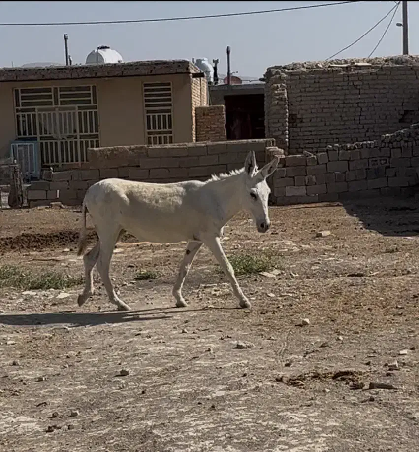 خر الاغ|حیوانات مزرعه|شیراز, شهرک سعدی|دیوار