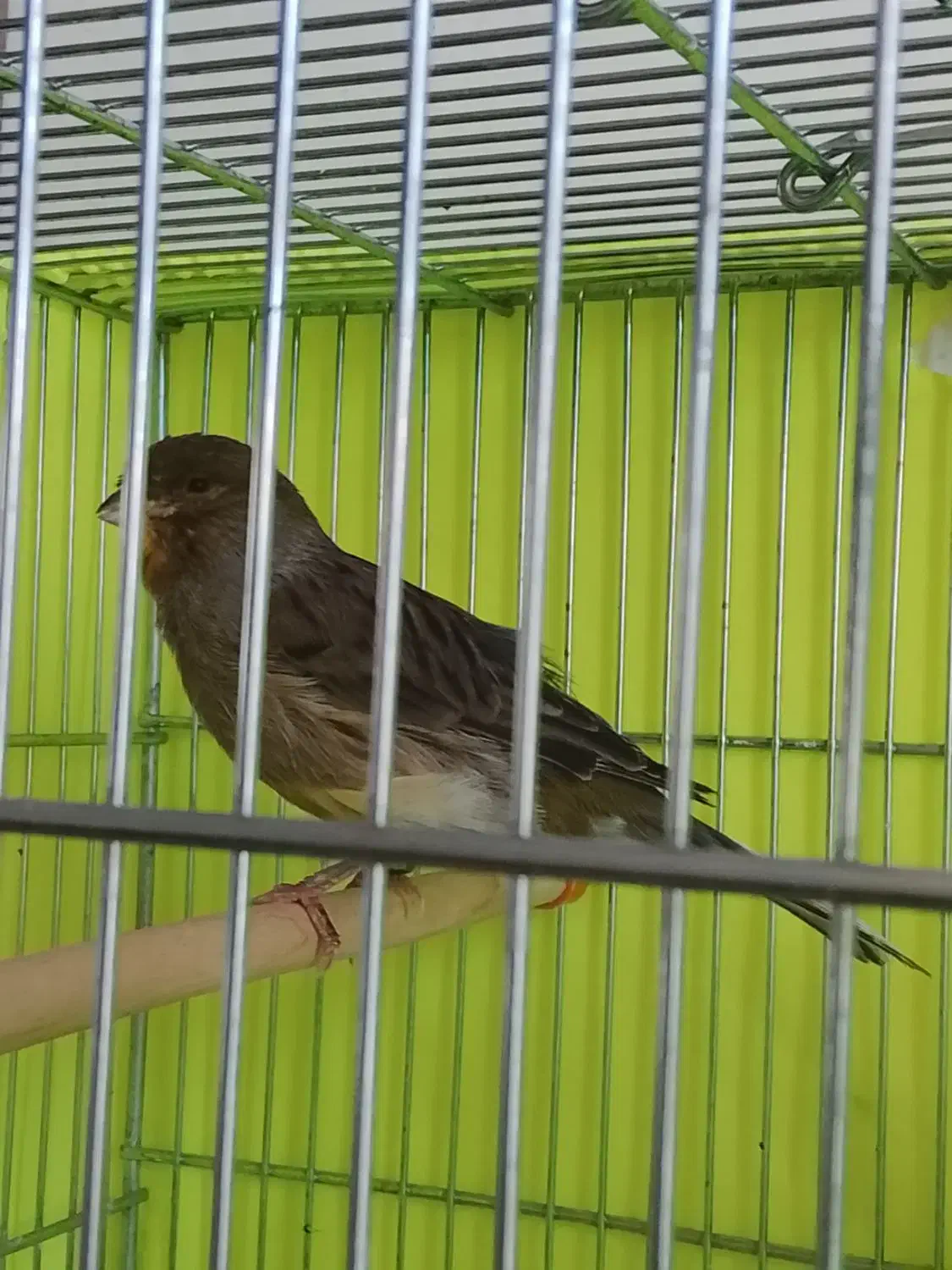 قناری فروشی|پرنده|محمدشهر, شهرک چمران|دیوار