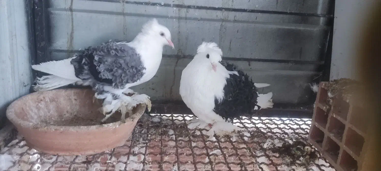 کبوتر جکسون فول|پرنده|رضوانشهر, |دیوار