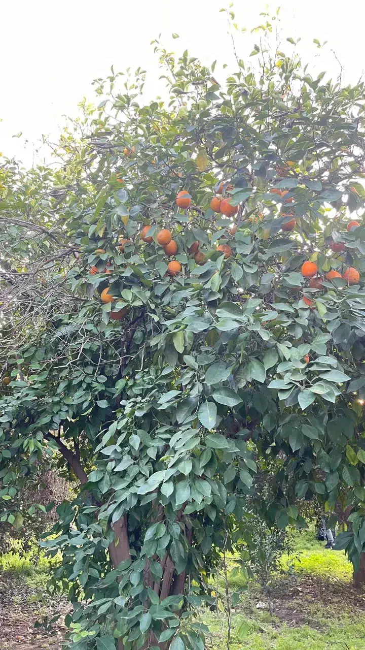 باغچه|فروش زمین و ملک کلنگی|دزفول, |دیوار