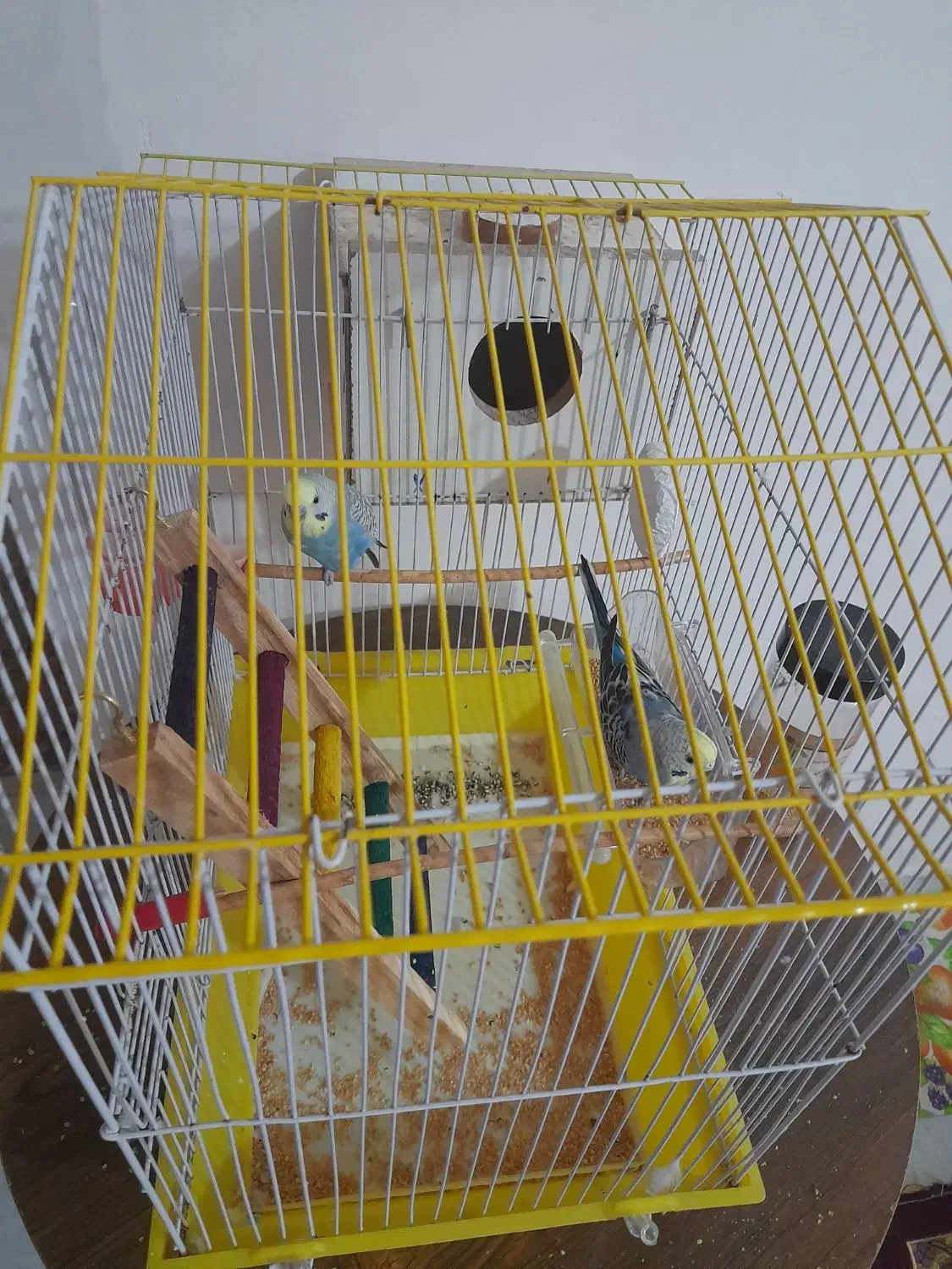 فروش یک جفت مرغ عشق آماده تخم گذاری|پرنده|لوندویل, |دیوار