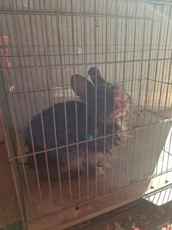 خرگوش بازیگوش|موش و خرگوش|بندرعباس, |دیوار