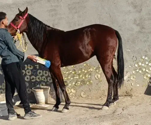 اسب مادیون|اسب و تجهیزات اسب‌سواری|کاشمر, |دیوار