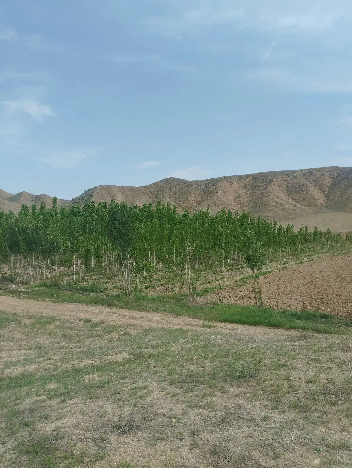 خریدار چوب صنوبر ودرخت میوه ضایعات با قیمت خوب|خدمات باغبانی و درختکاری|دره رود, |دیوار