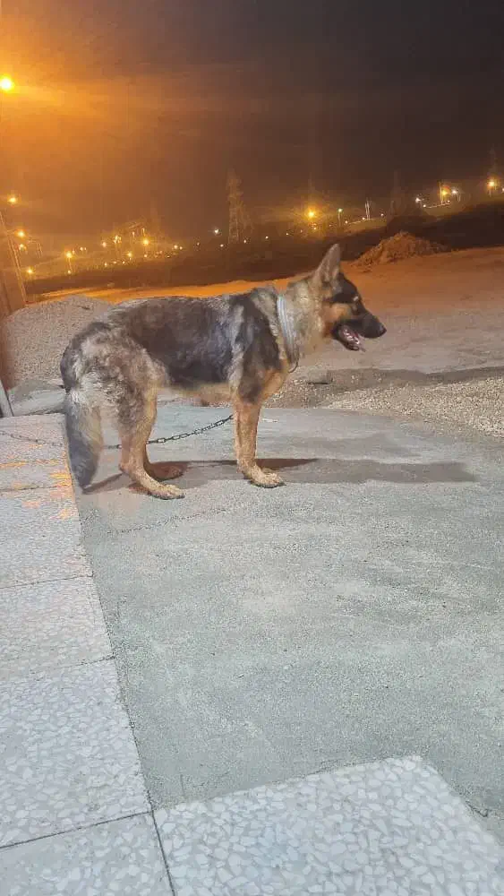سگ ژرمن|سگ|بوشهر, |دیوار