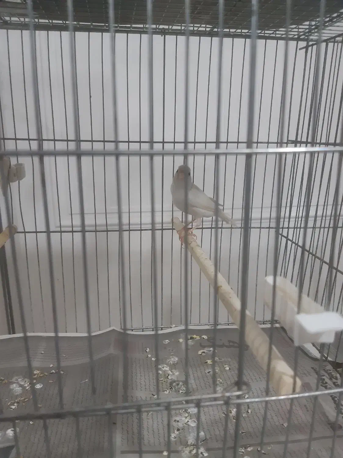 قناری|پرنده|مرند, |دیوار