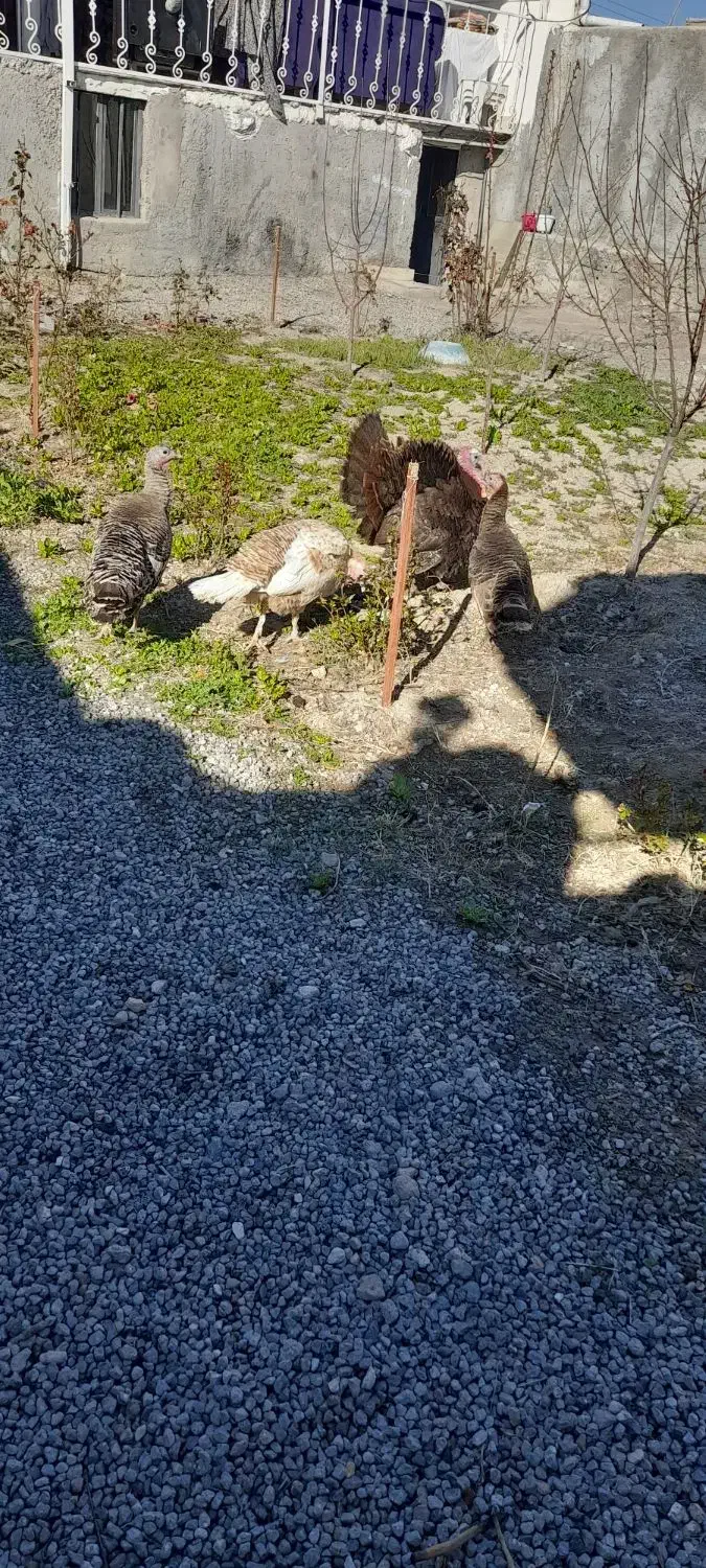 بوقلمون|حیوانات مزرعه|مشگین شهر, |دیوار