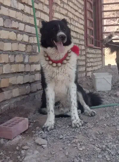 سگ قدرجونی|سگ|تفت, |دیوار