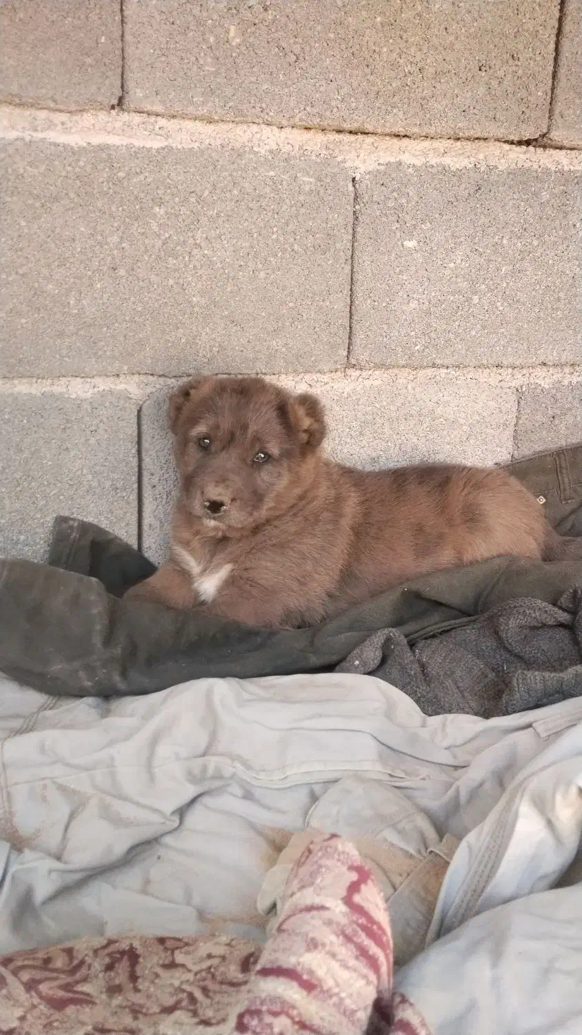 فروشی|سگ|زیرکوه, |دیوار