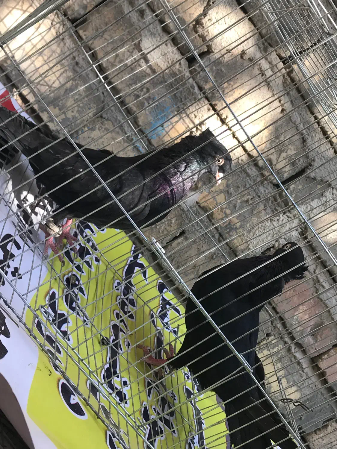 کبوتر زاغ واکسی پرشی بازیکن جفت نرجوون۱۲۰۰|پرنده|شاهینشهر, شهرک گلدیس|دیوار