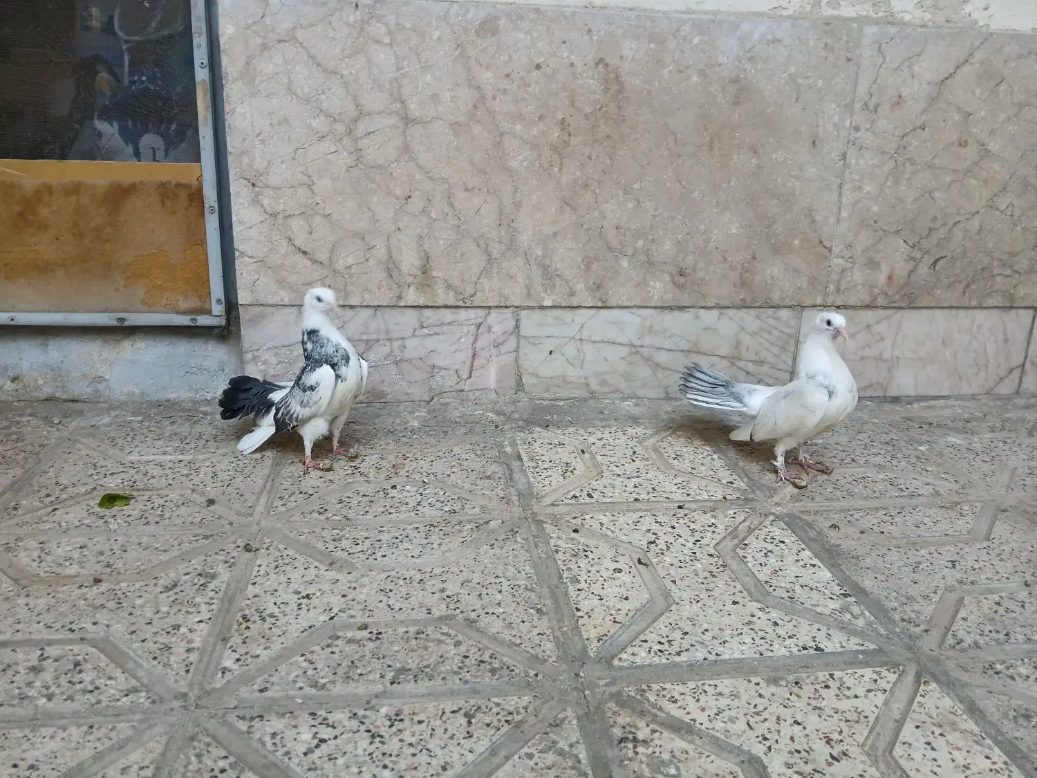 دم چتری انگلیسی|پرنده|مشهد, کارمندان دوم|دیوار