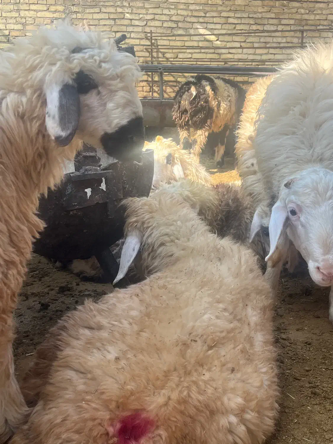 گوسفند زنده410ت|حیوانات مزرعه|یزد, |دیوار