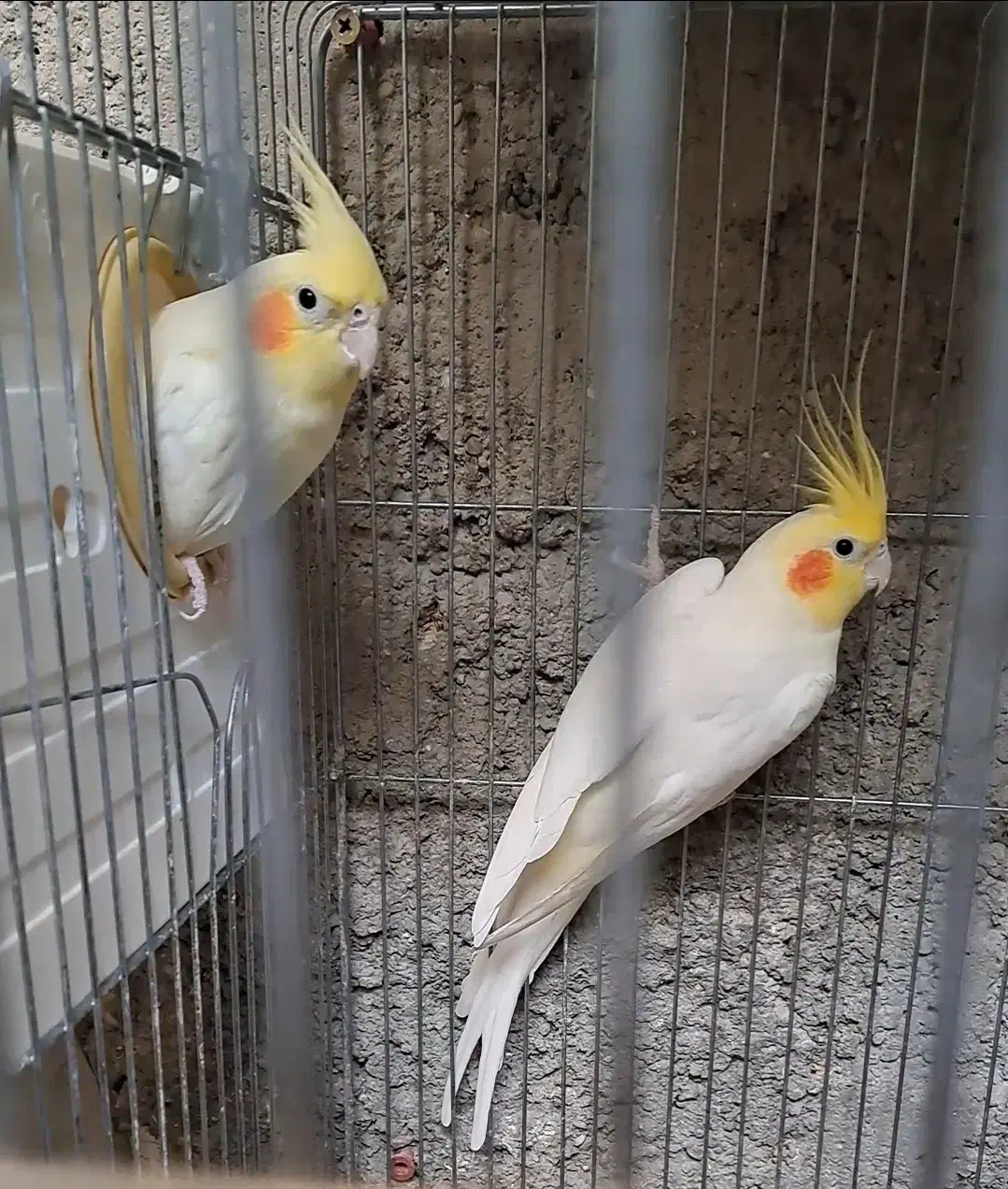 جفت عروس|پرنده|بندرعباس, |دیوار