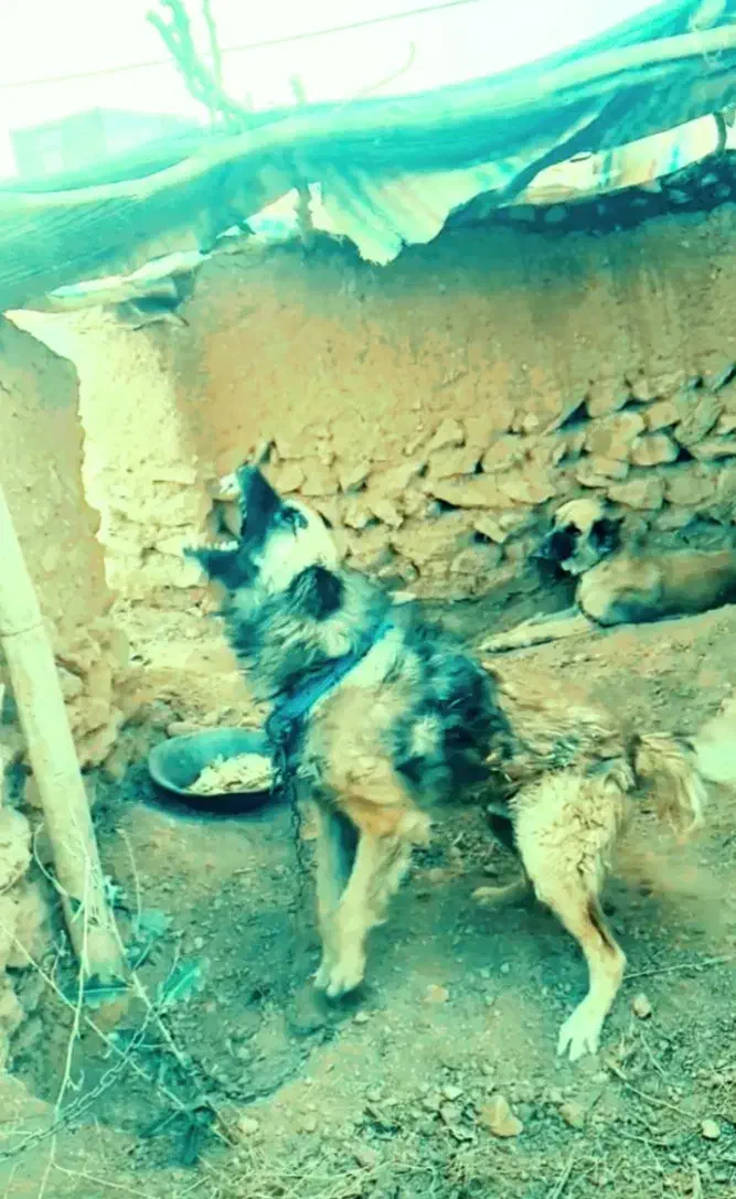 سرابی|سگ|گل تپه, |دیوار