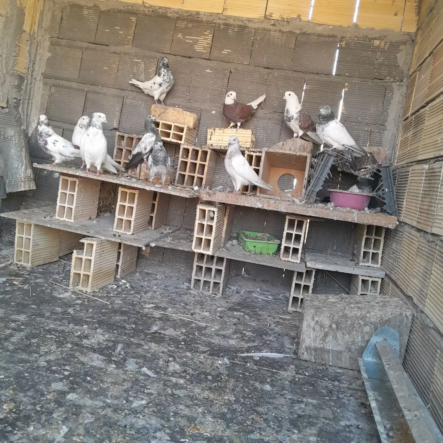 به دلیل نداشتن وقت|پرنده|اصفهان, عمان سامانی|دیوار