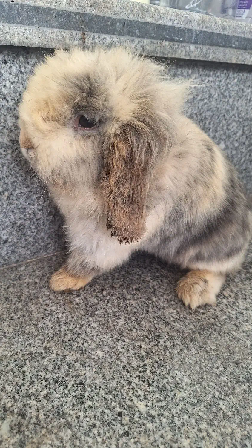 خرگوش لوپ|موش و خرگوش|نیشابور, هفده شهریور|دیوار