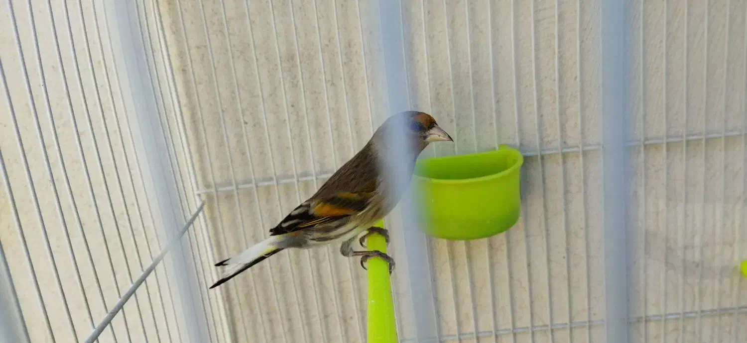 دوعدد سهره قناری سیاه مست|پرنده|مشهد, شهرک رازی (شهرک غرب)|دیوار