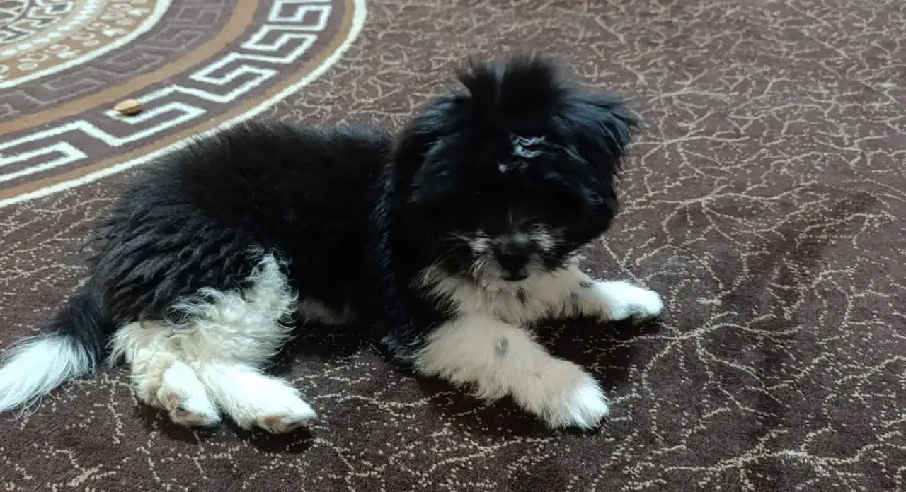 کمشده سگ|حیوانات|قشم, |دیوار