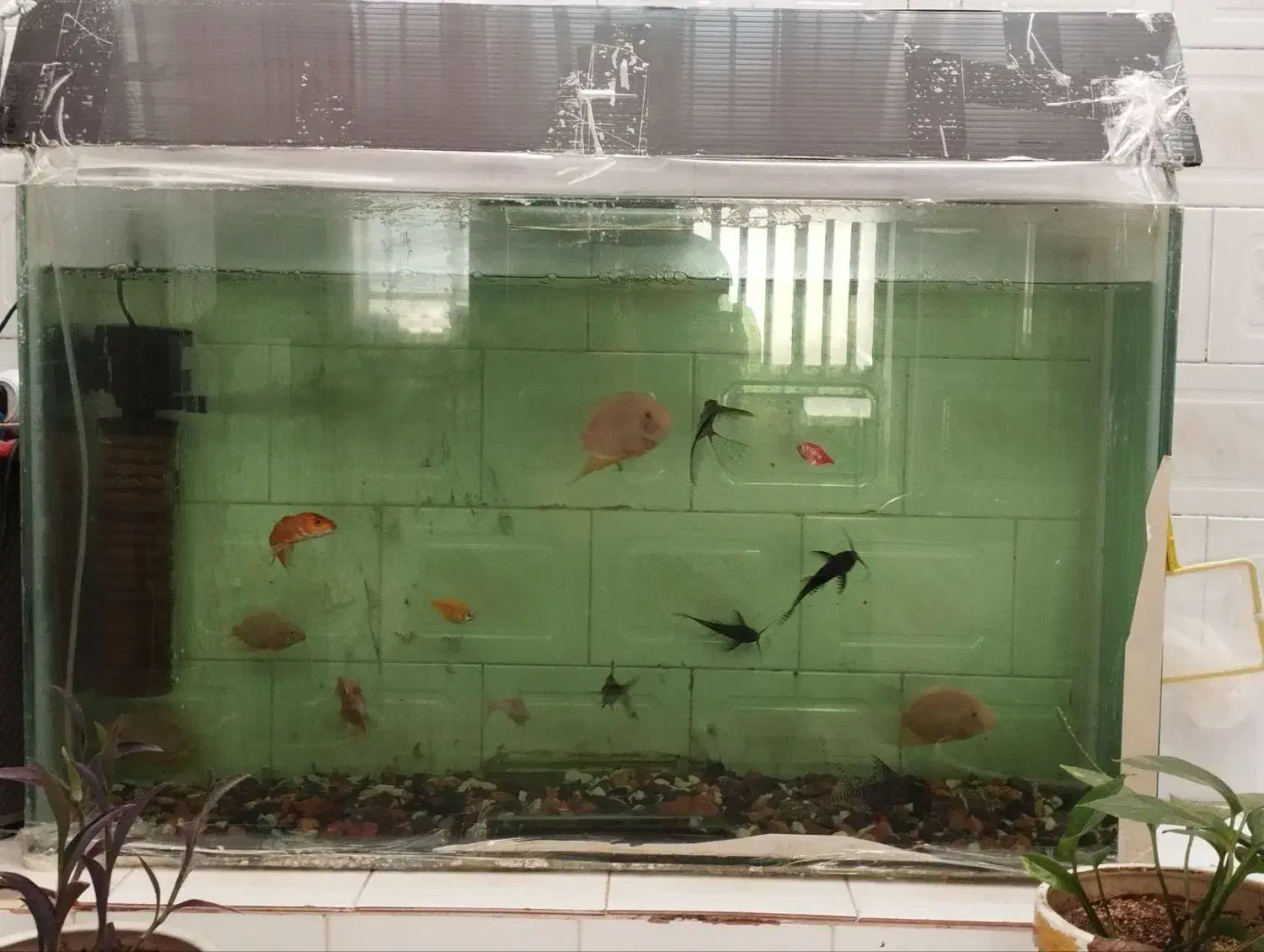 مبل وقلیون ومیزنهارخوری|ماهی|قائن, |دیوار