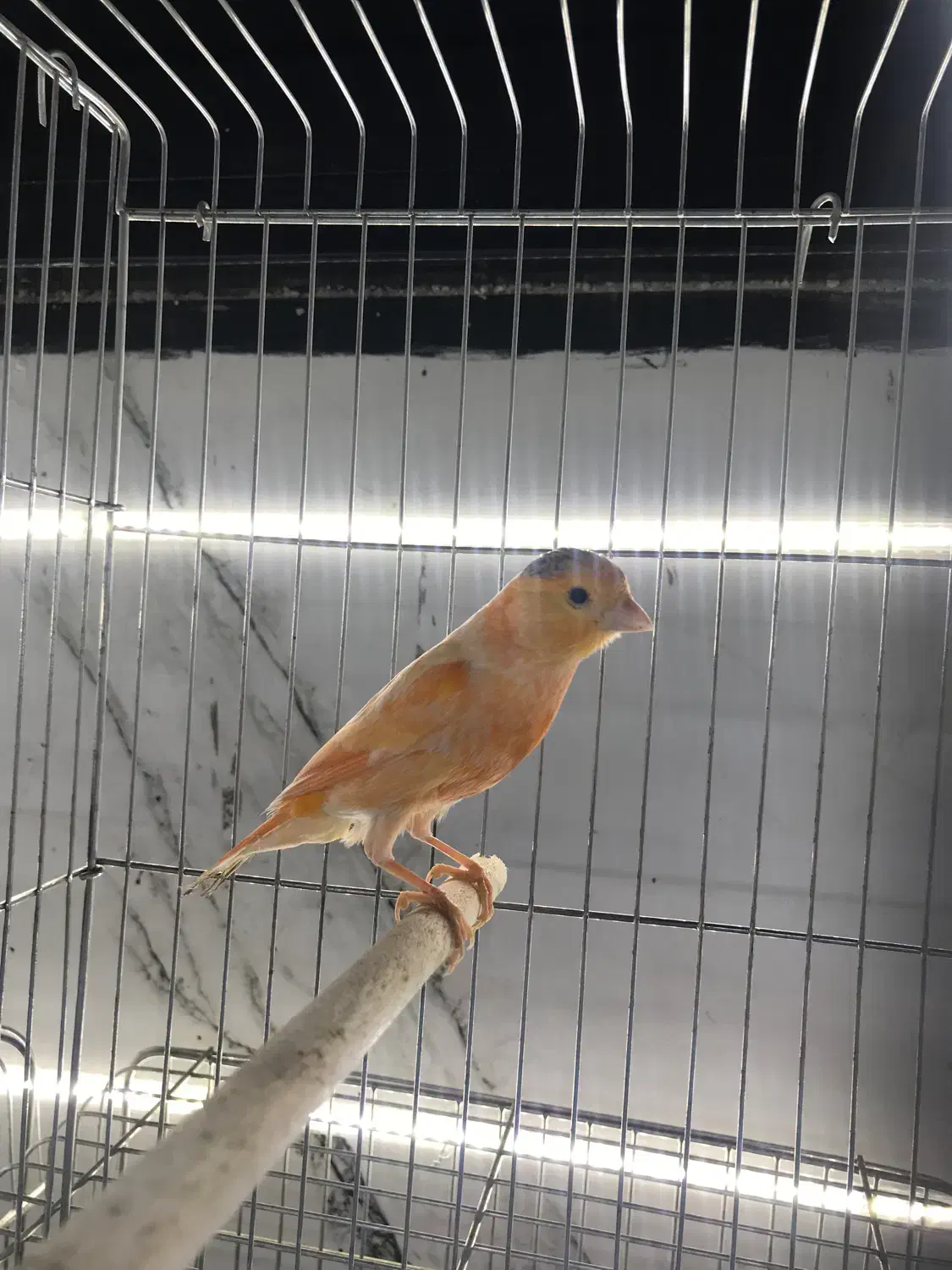 قناری|پرنده|قشم, |دیوار