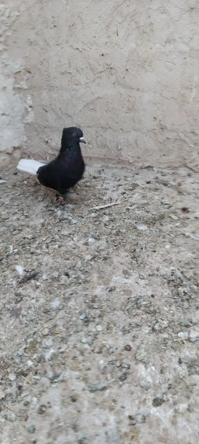 کفتر دمسفید|پرنده|تایباد, |دیوار