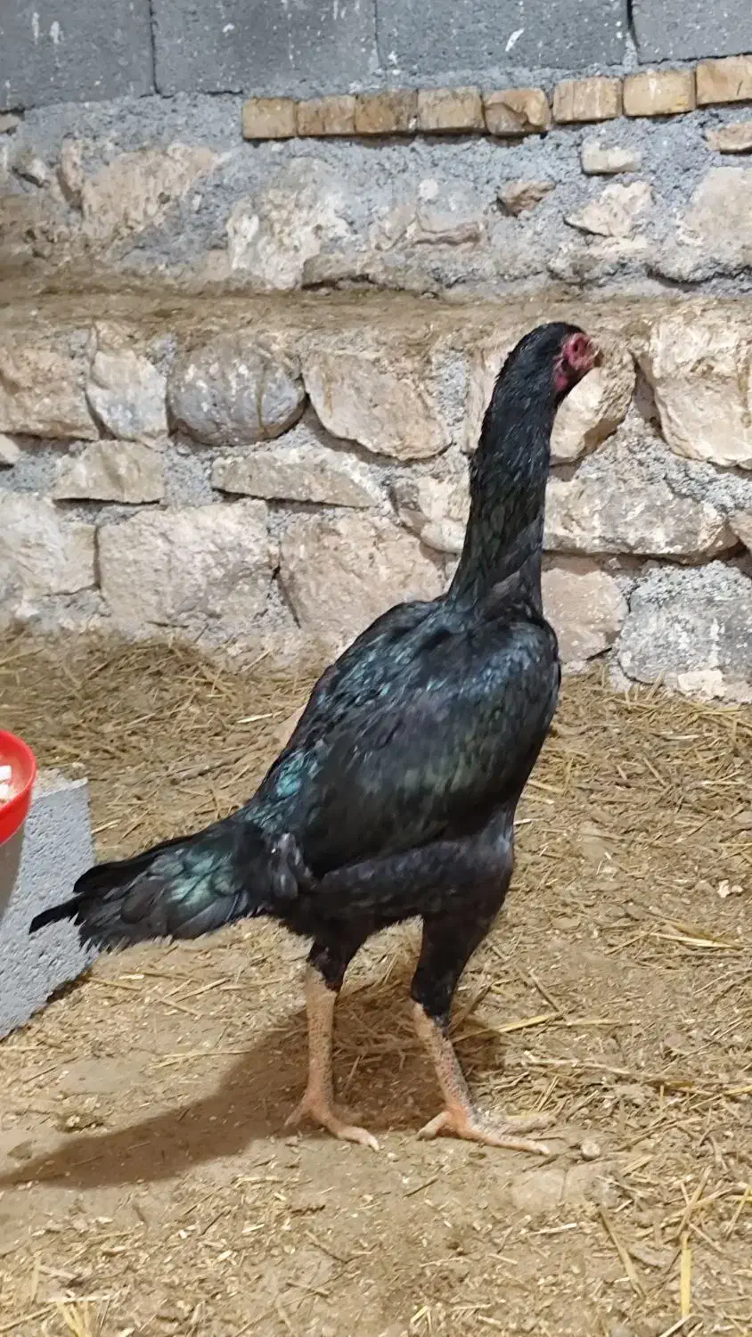 مرغ لاری اوشامو|حیوانات مزرعه|درگز, |دیوار