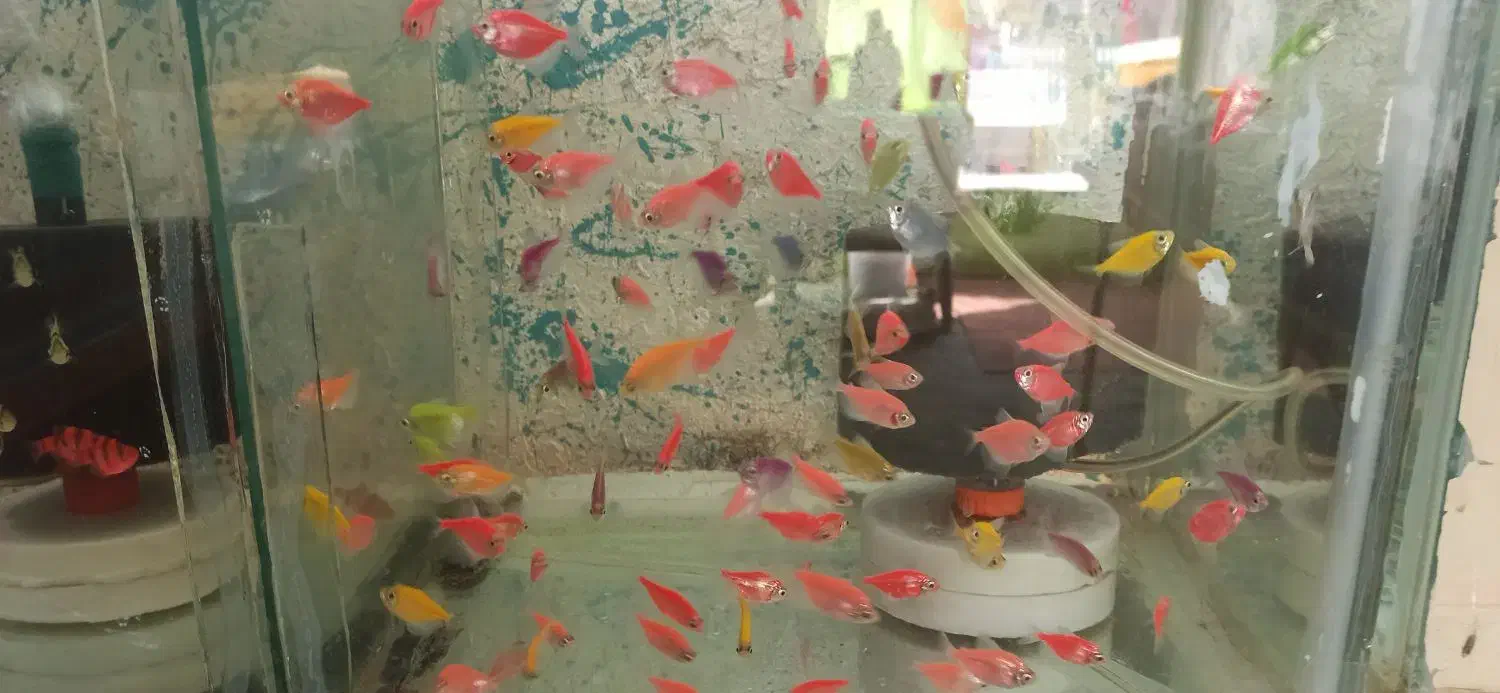 ماهی قرمز|ماهی|برخوار, |دیوار