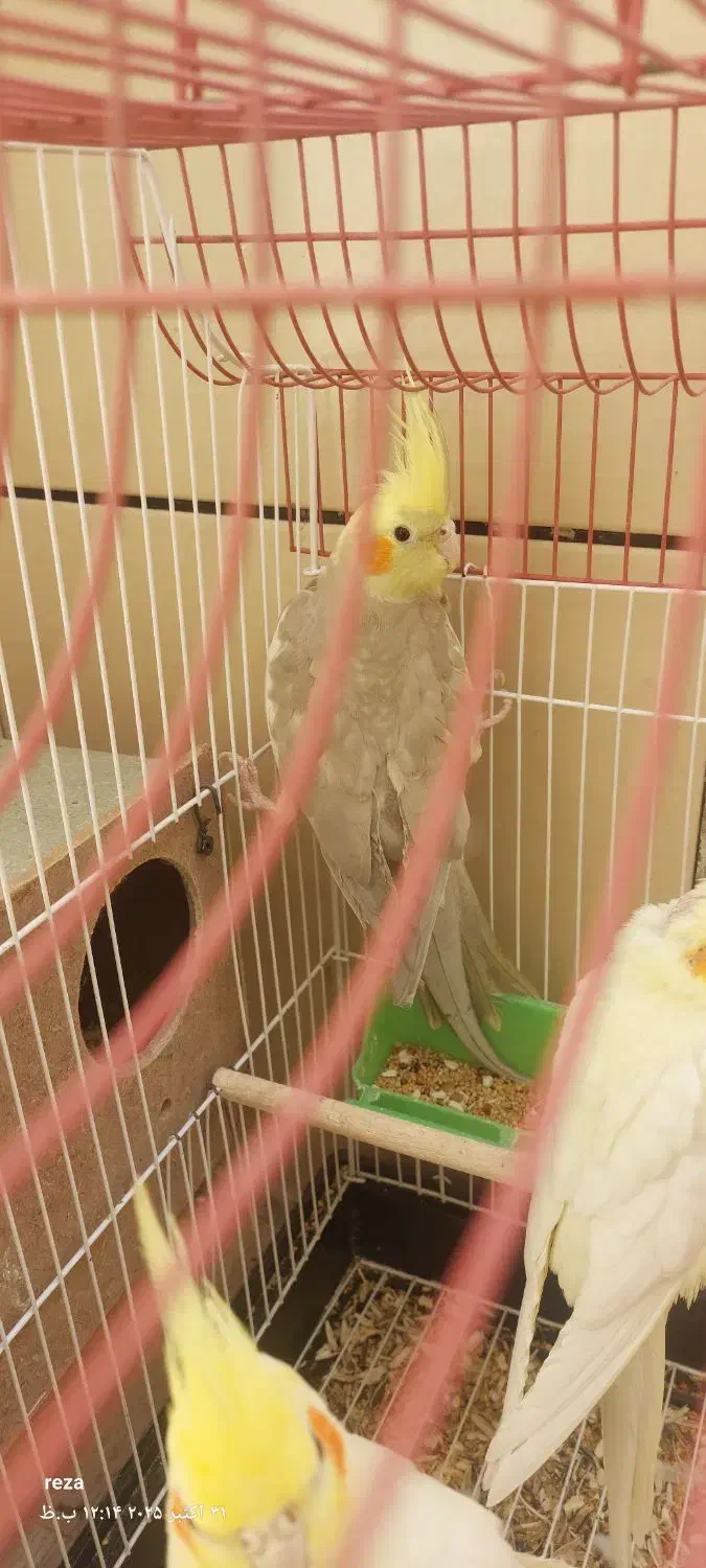 نروماده۲سالونیم کارداده|پرنده|اهواز, فرهنگ شهر|دیوار