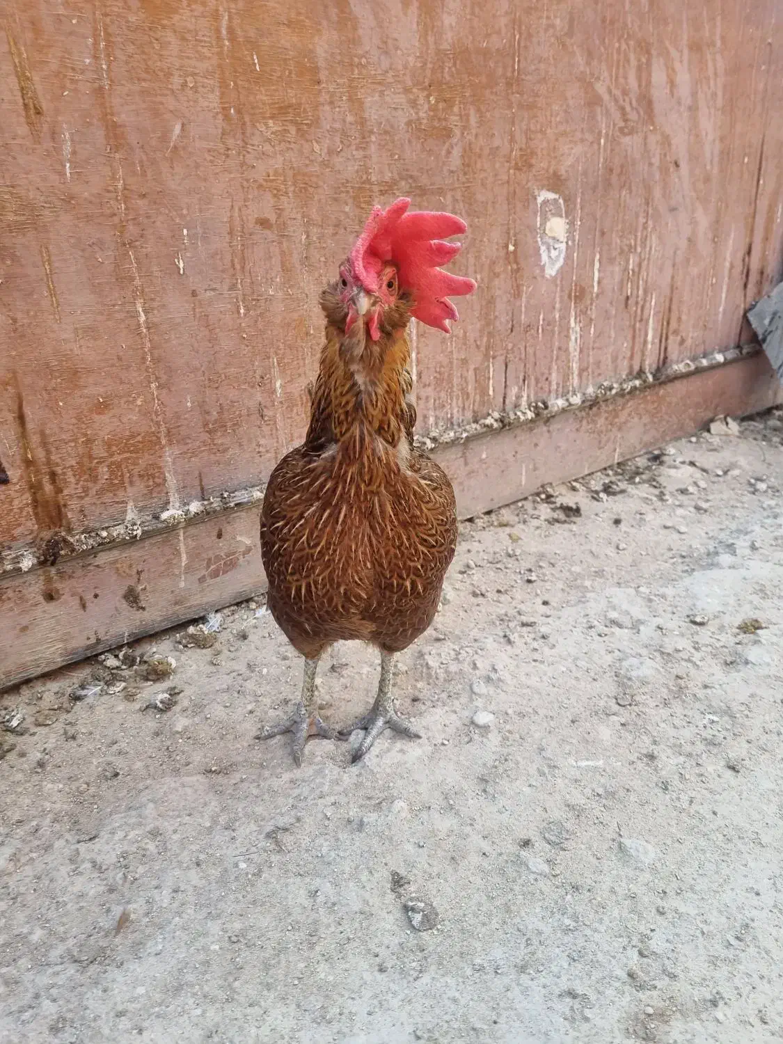 مرغ و خروس محلی اصیل|حیوانات مزرعه|لامرد, |دیوار