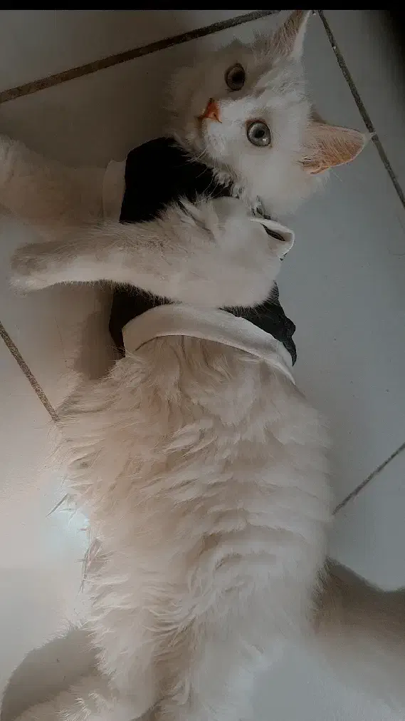 گربه پرشین|گربه|قزوین, |دیوار