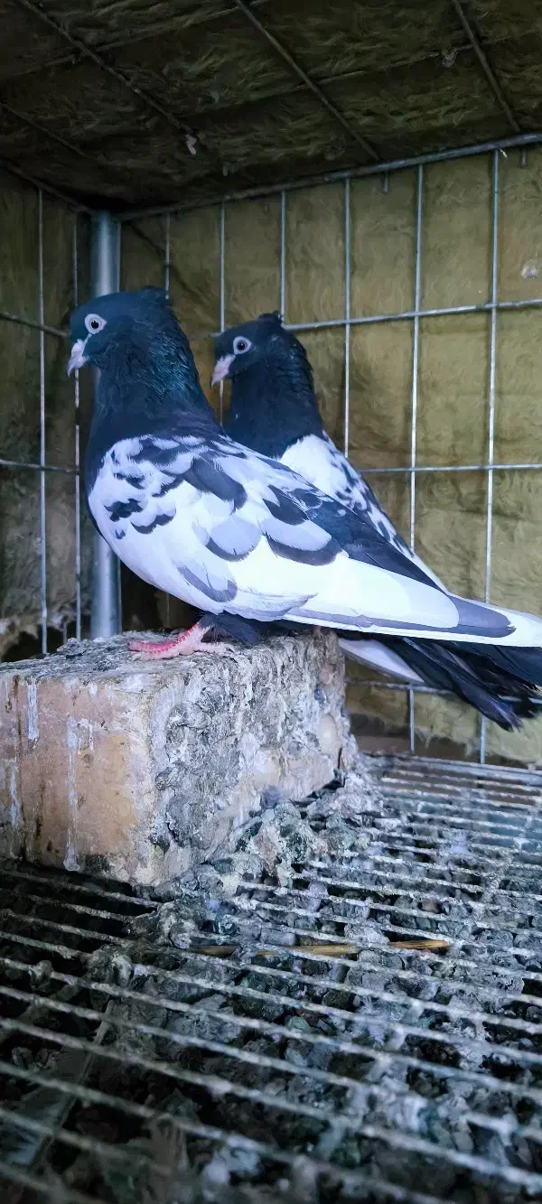 سینه سیاه|پرنده|سوسنگرد, |دیوار