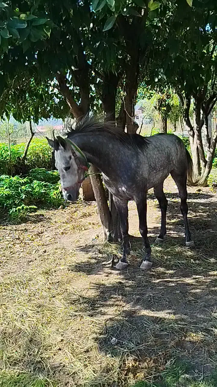 نریان کرد ۴ سال زیبا و درجه یک مخصوص خاص پسندا|اسب و تجهیزات اسبسواری|شاندرمن, |دیوار