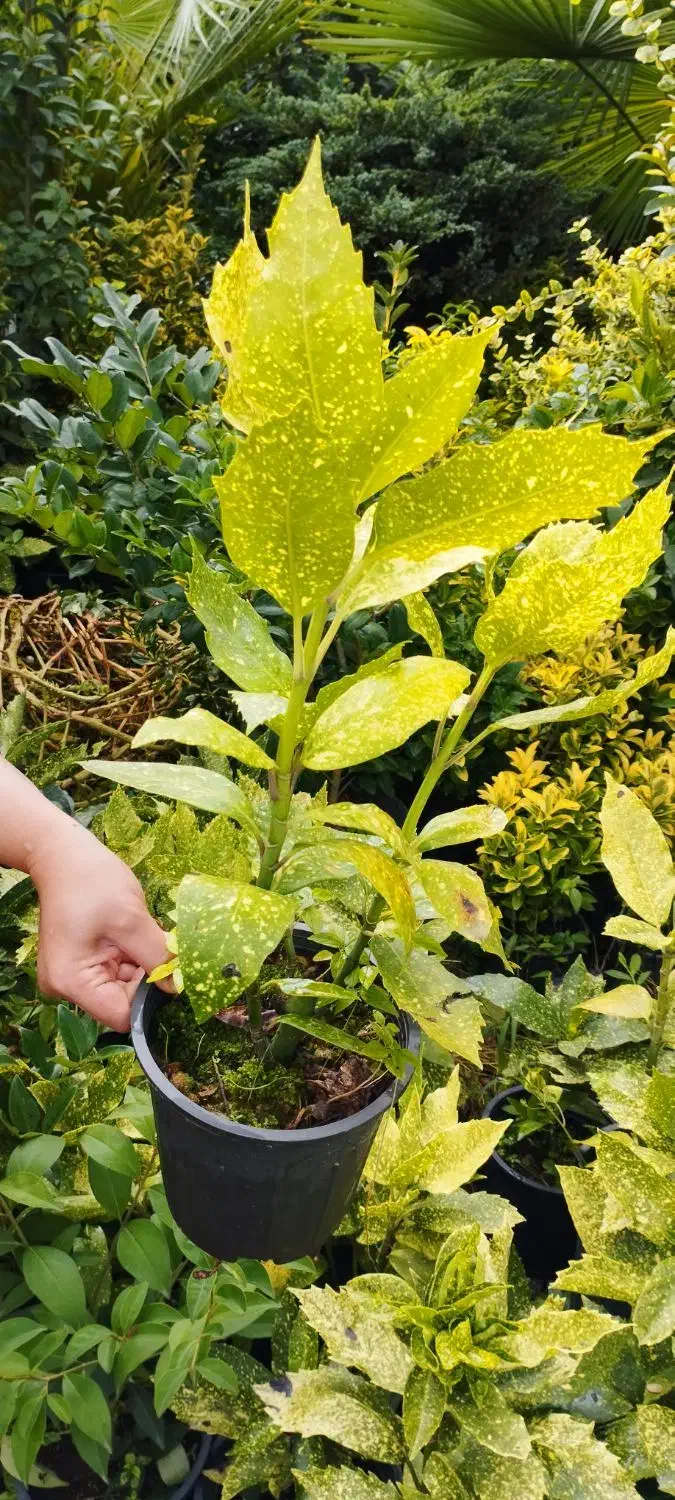 گل و گیاه حیاطی|عمدهفروشی|کلاچای, |دیوار