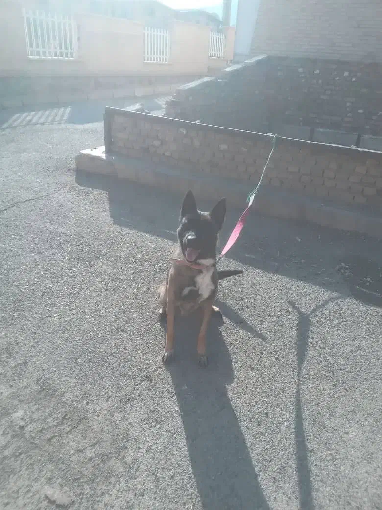 سگ مالینویز نر بالغ ۲ساله|سگ|اشتهارد, |دیوار