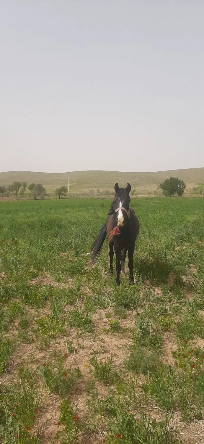 اسب|اسب و تجهیزات اسب‌سواری|کمره, |دیوار