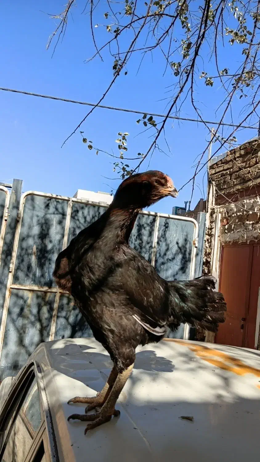 تخم مرغ لاری|حیوانات مزرعه|قزوین, |دیوار