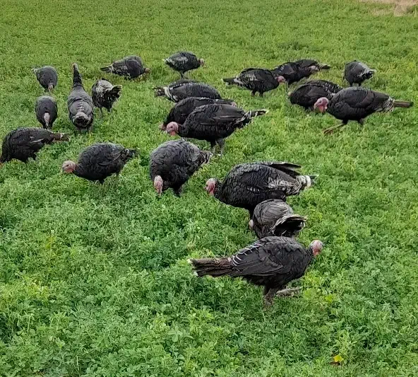 بوقلمون|حیوانات مزرعه|بیلوار, |دیوار