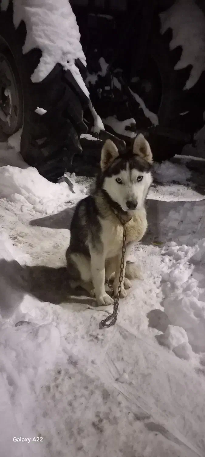 هاسکی|سگ|اردبیل, |دیوار