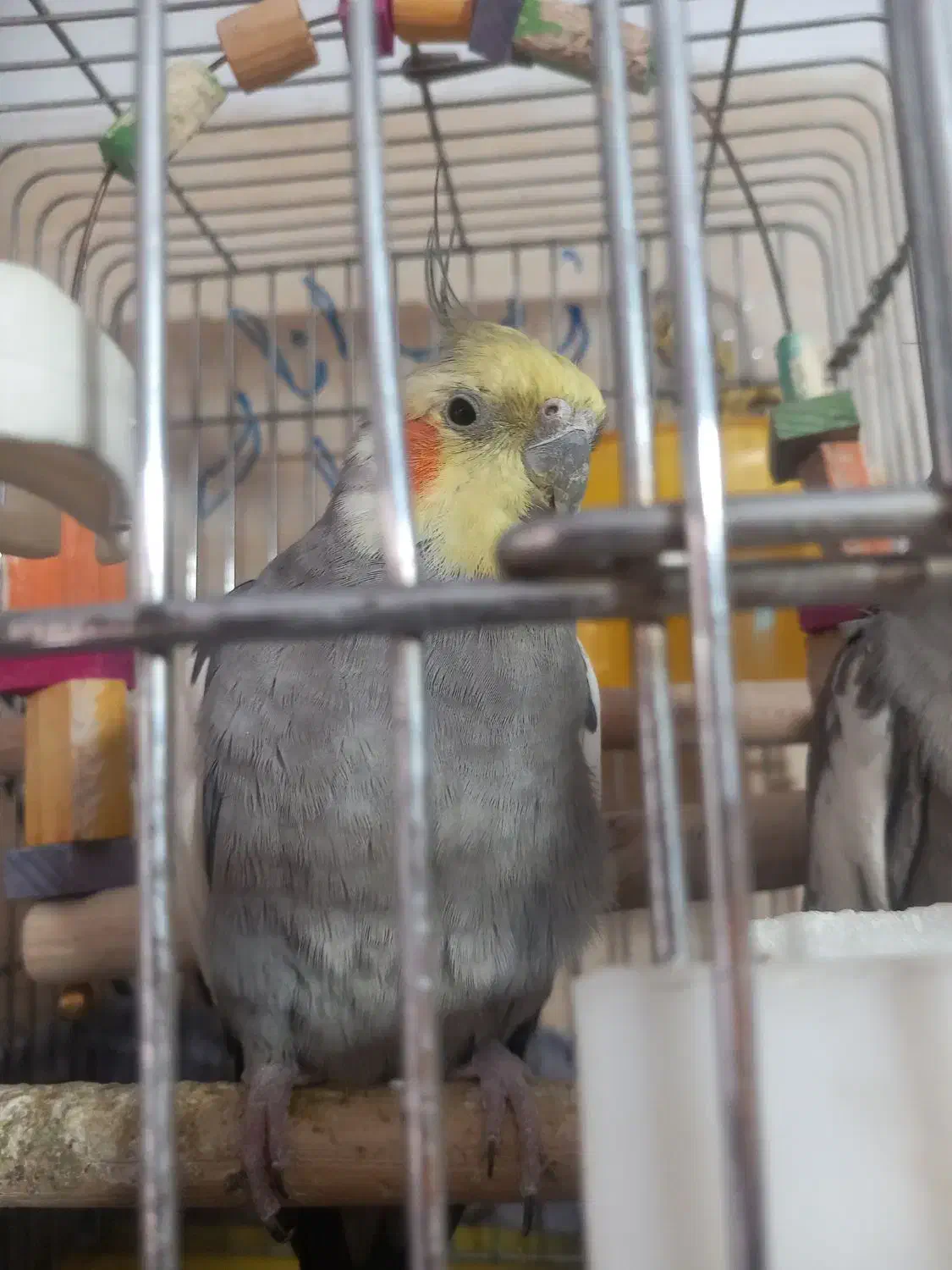 یک جفت عروس هلندی بالغ|پرنده|تهران, مختاری|دیوار