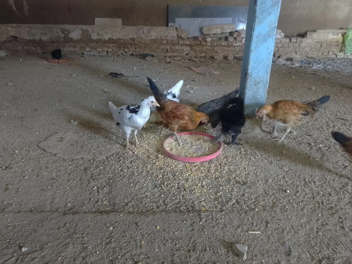 فروش مرغ تخمگذار|حیوانات مزرعه|ازنا, |دیوار