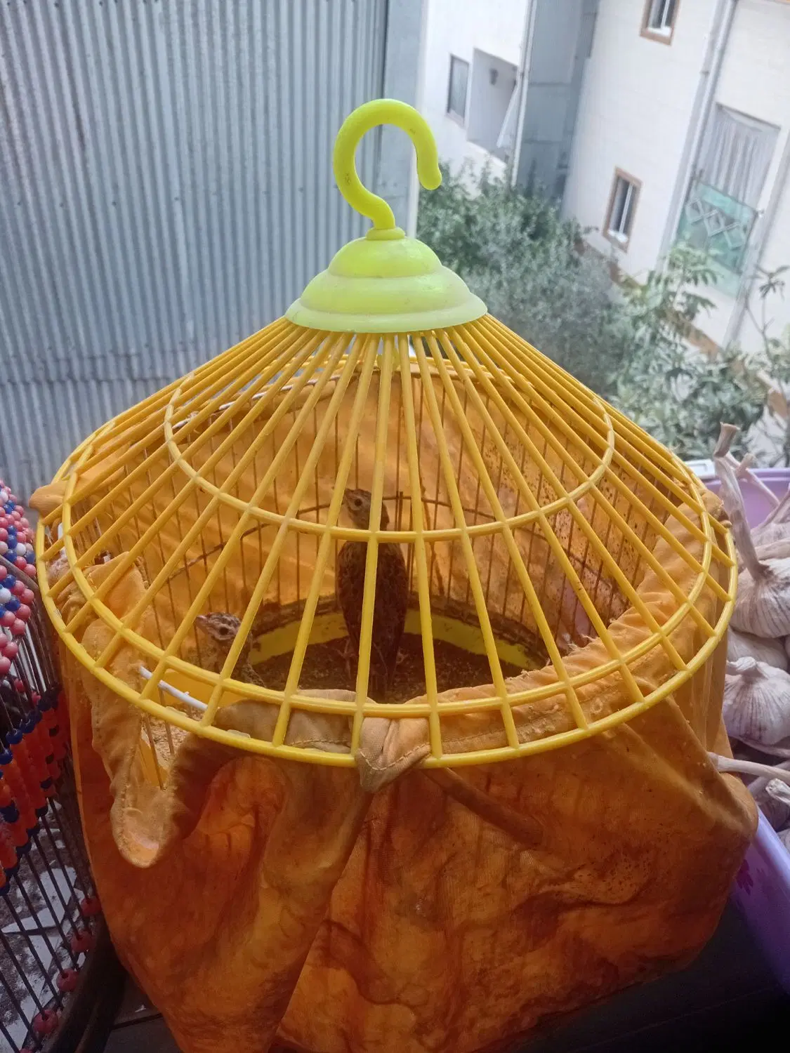 پرنده|پرنده|رشت, رودبارتان|دیوار