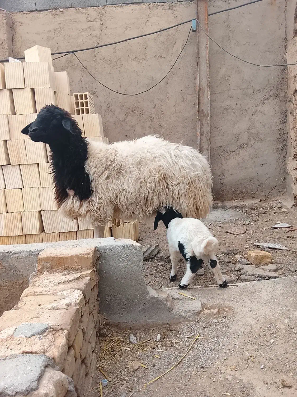 گوسفند کردی|حیوانات مزرعه|یزد, |دیوار