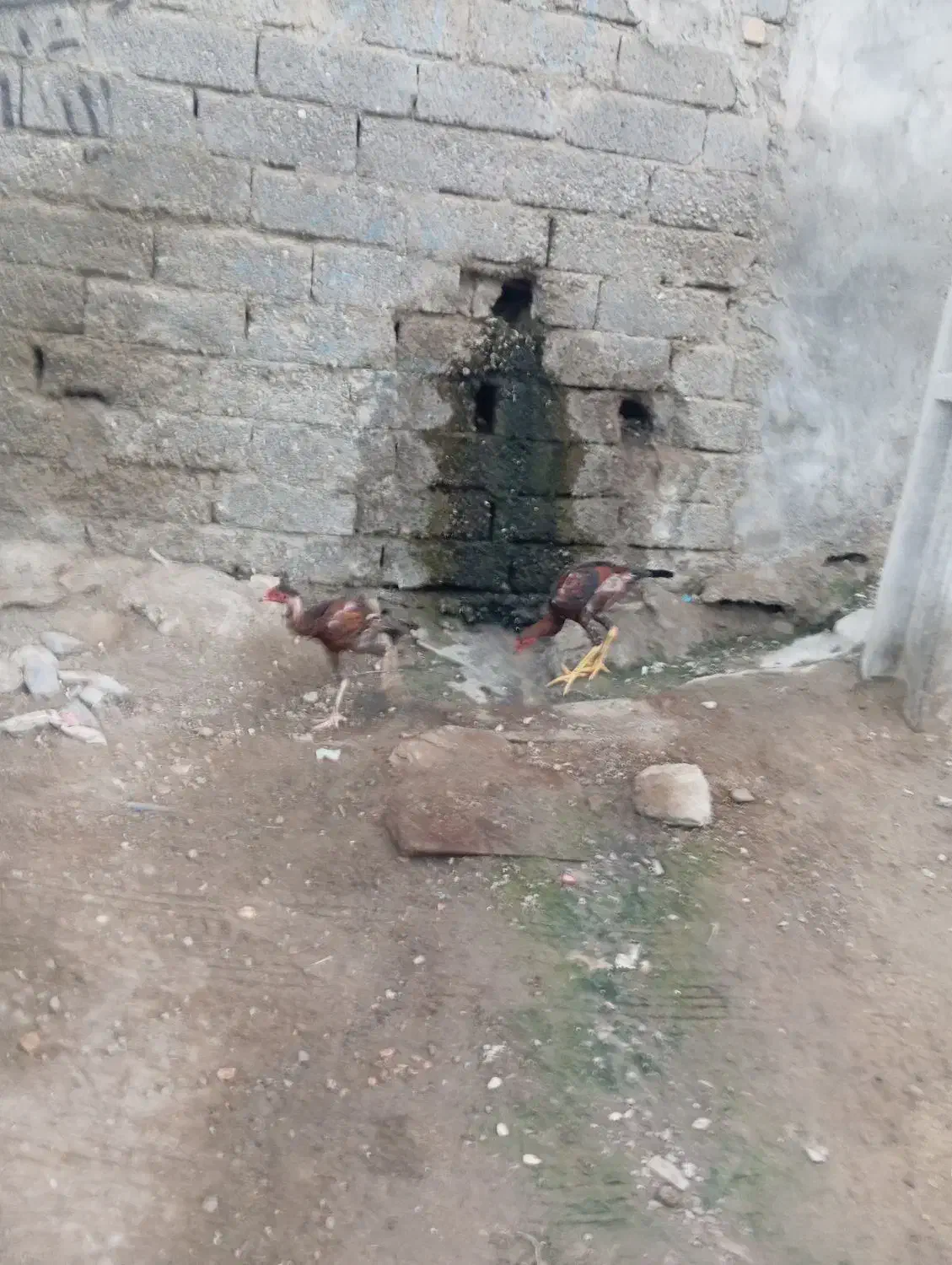 مادمرغ وخروس دومیلیون|حیوانات مزرعه|میناب, |دیوار