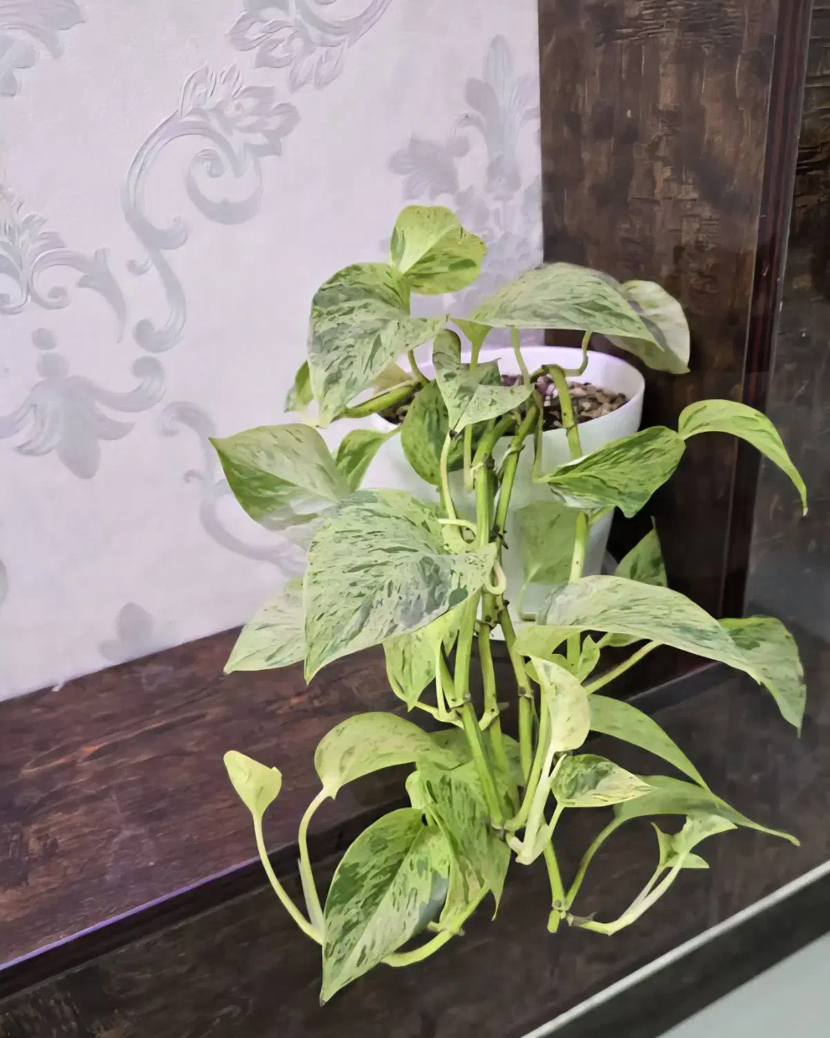 پتوس با گلدان و زیر گلدانی و خاک و گیاه درجه یک|گل و گیاه طبیعی|اهواز, نادری|دیوار