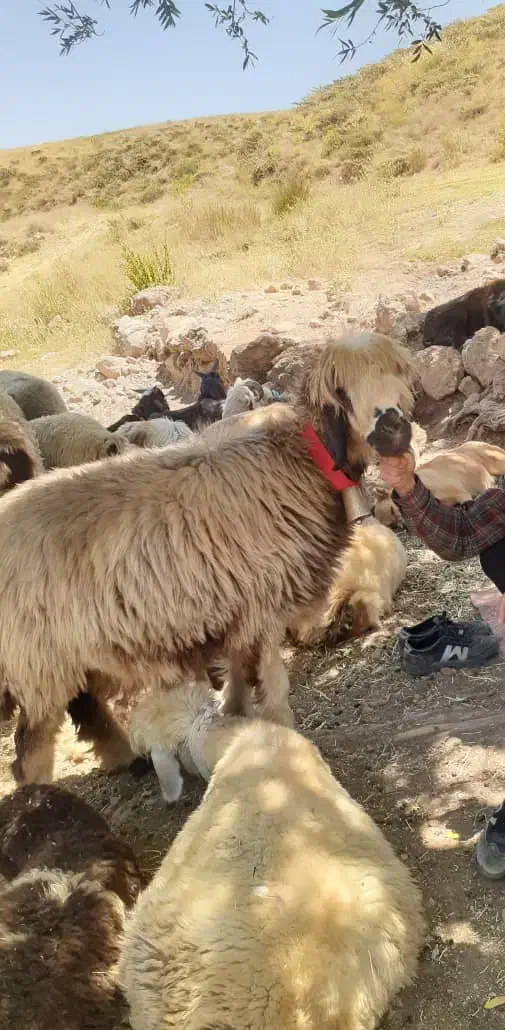 میش گمشده|حیوانات|دزفول, |دیوار