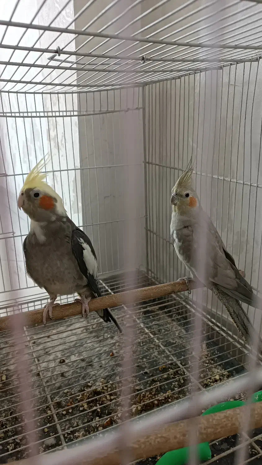 عروس هلندی|پرنده|مشهد, شهرک لشکر (شهرک غرب)|دیوار