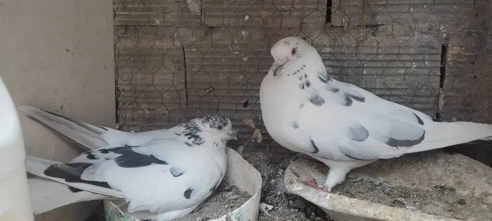 کبوتر فروشی|پرنده|سیرجان, |دیوار