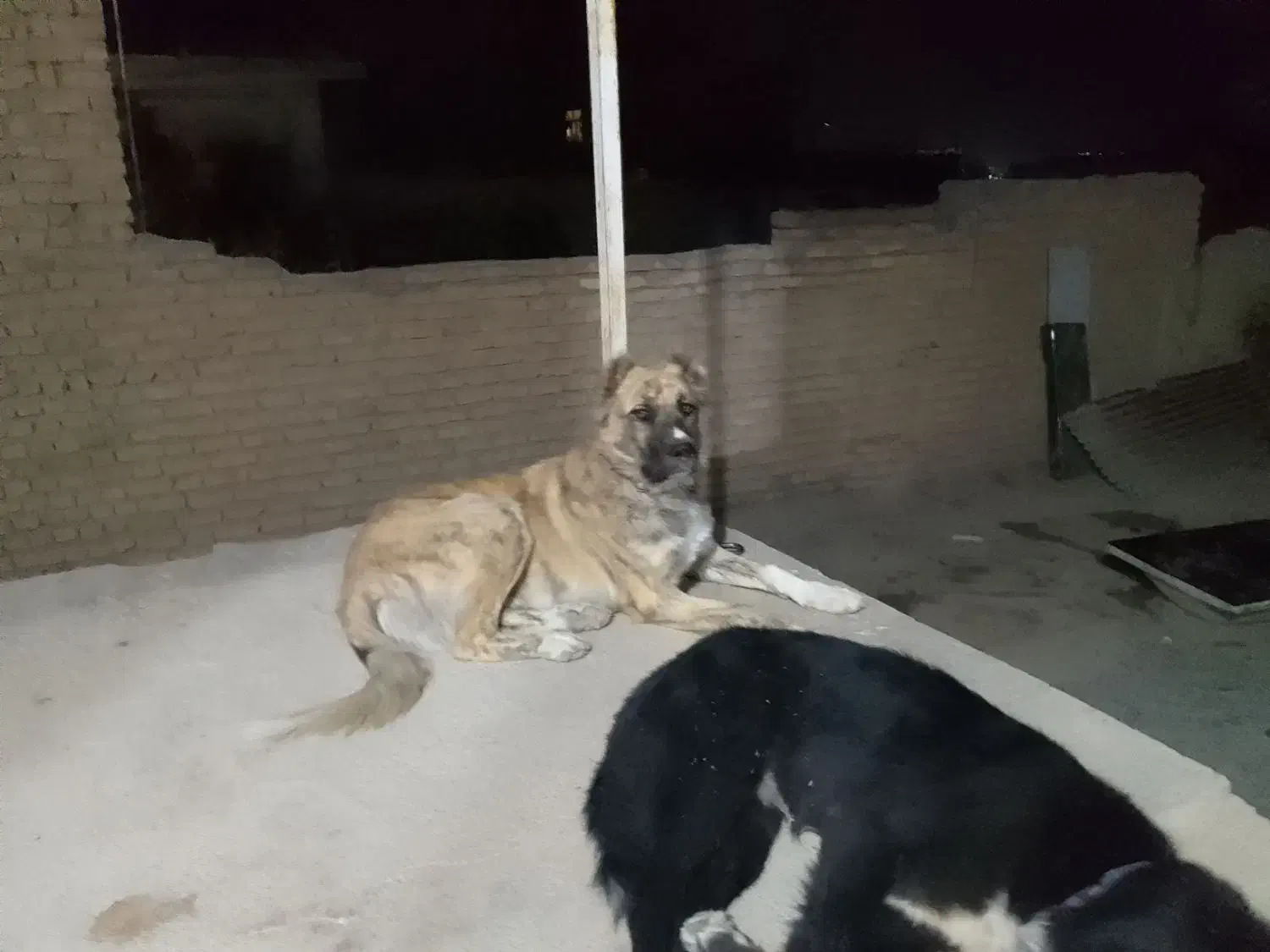 گمشده|حیوانات|شیروان (خراسان), |دیوار