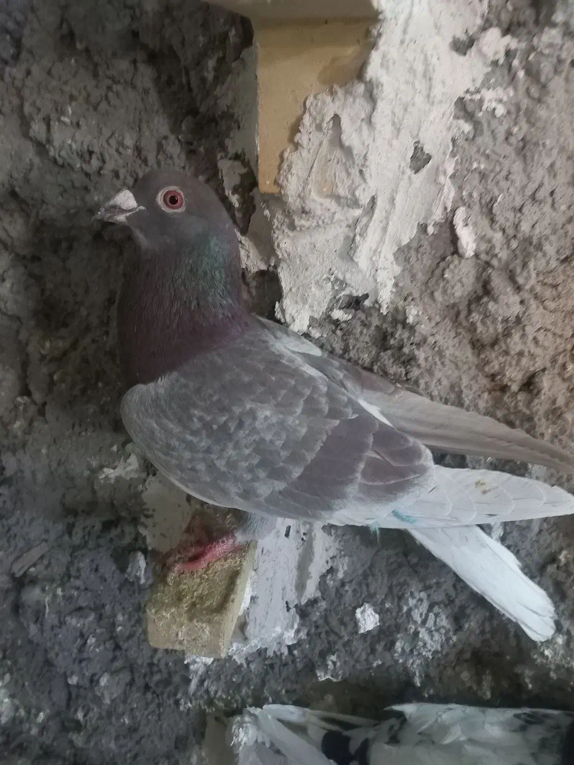 گلی|پرنده|شیراز, محراب|دیوار